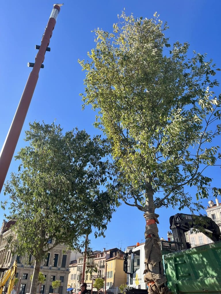 Arbres : la Mairie de Cannes plante massivement sur les Allées de la Liberté ! — illustration 1