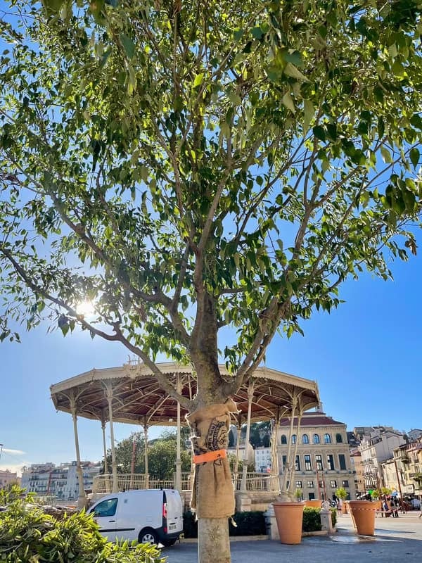 Arbres : la Mairie de Cannes plante massivement sur les Allées de la Liberté ! — illustration 1
