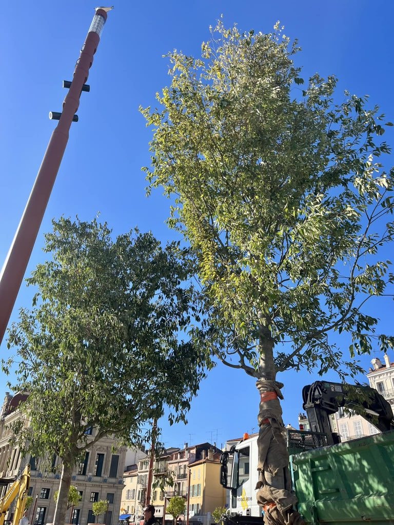 Arbres : la Mairie de Cannes plante massivement sur les Allées de la Liberté ! — illustration 1