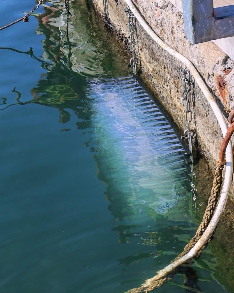 Protection de la biodiversité : la Mairie de Cannes installe 32 nurseries à poissons supplémentaires, portant le total à 110 dans les ports de Cannes ! — illustration 1