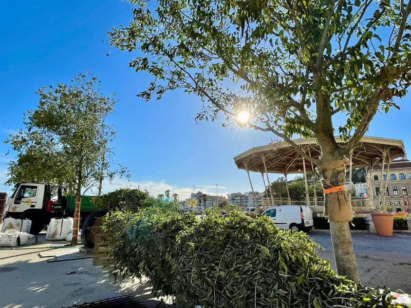 Arbres : la Mairie de Cannes plante massivement sur les Allées de la Liberté !