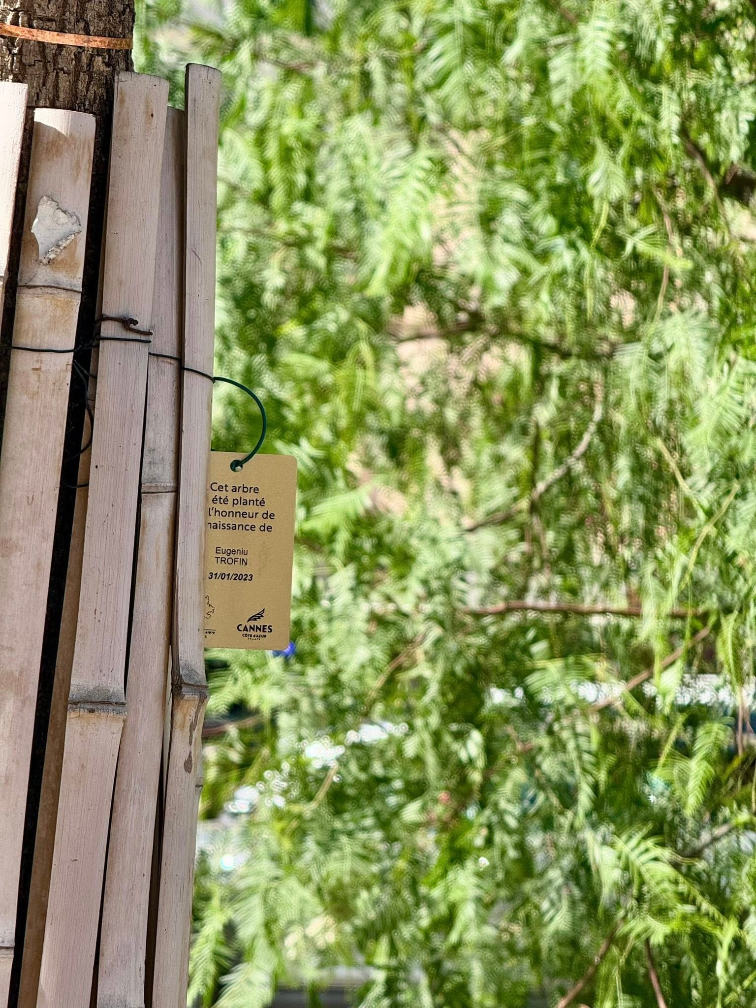 À Cannes, chaque naissance est célébrée par la plantation d’un arbre